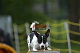 Canis zaterdag