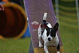Canis zaterdag