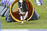 Canis zaterdag