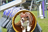 Canis zaterdag