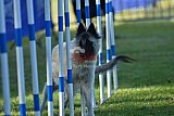 Canis zaterdag