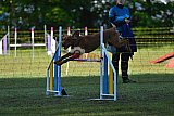Canis zaterdag