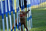 Canis zaterdag