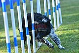 Canis zaterdag