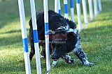 Canis zaterdag