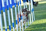 Canis zaterdag