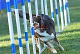 Canis zaterdag