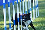 Canis zaterdag
