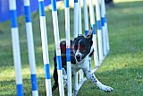 Canis zaterdag
