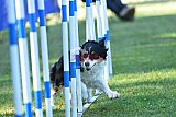 Canis zaterdag
