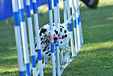 Canis zaterdag