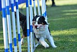 Canis zaterdag