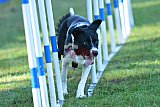 Canis zaterdag