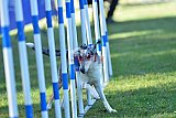 Canis zaterdag