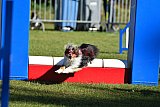 Canis zaterdag