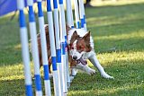 Canis zaterdag