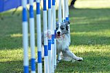 Canis zaterdag