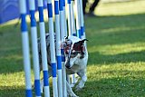 Canis zaterdag