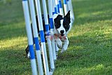 Canis zaterdag