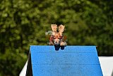 Canis zaterdag