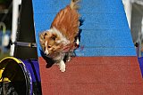 Canis zaterdag