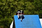 Canis zaterdag