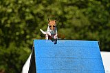 Canis zaterdag
