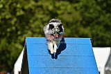 Canis zaterdag