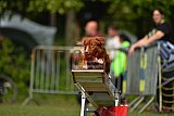 Canis zaterdag