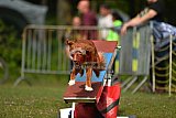 Canis zaterdag