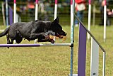 Canis zaterdag