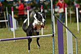 Canis zaterdag