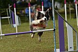 Canis zaterdag