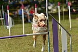Canis zaterdag