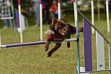 Canis zaterdag