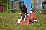 Canis zaterdag