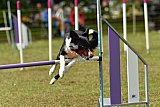 Canis zaterdag