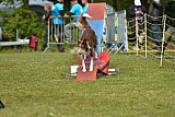 Canis zaterdag
