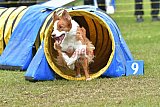 Canis zondag