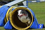 Canis zondag