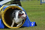 Canis zondag