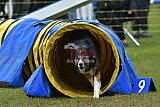 Canis zondag