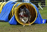 Canis zondag