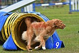 Canis zondag