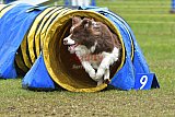 Canis zondag