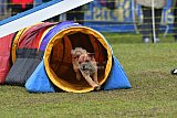 Canis zondag