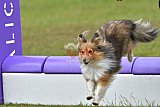 Canis zondag
