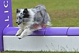 Canis zondag