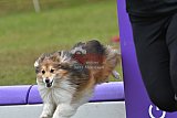 Canis zondag