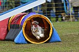 Canis zondag